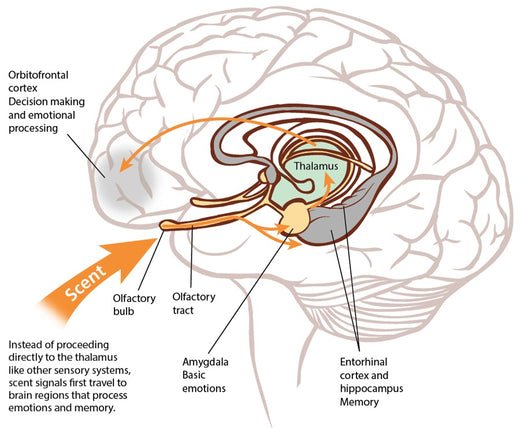 Geurverspreiding in de wetenschap - Onderzoek naar Geurmarketing - AromaDiffusing